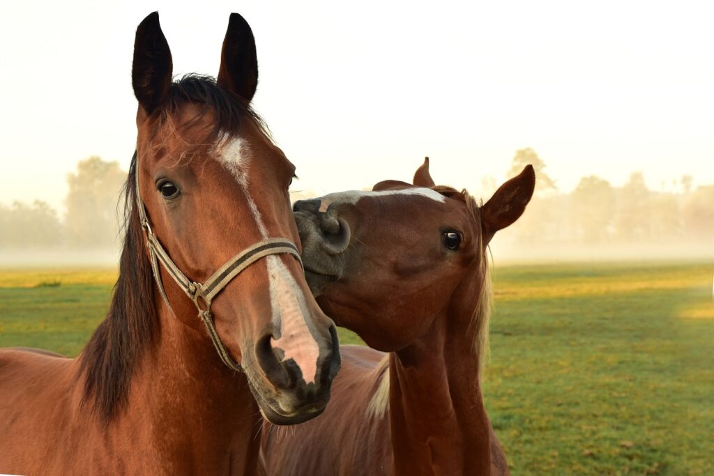 horses, meadow, pasture-3747374.jpg