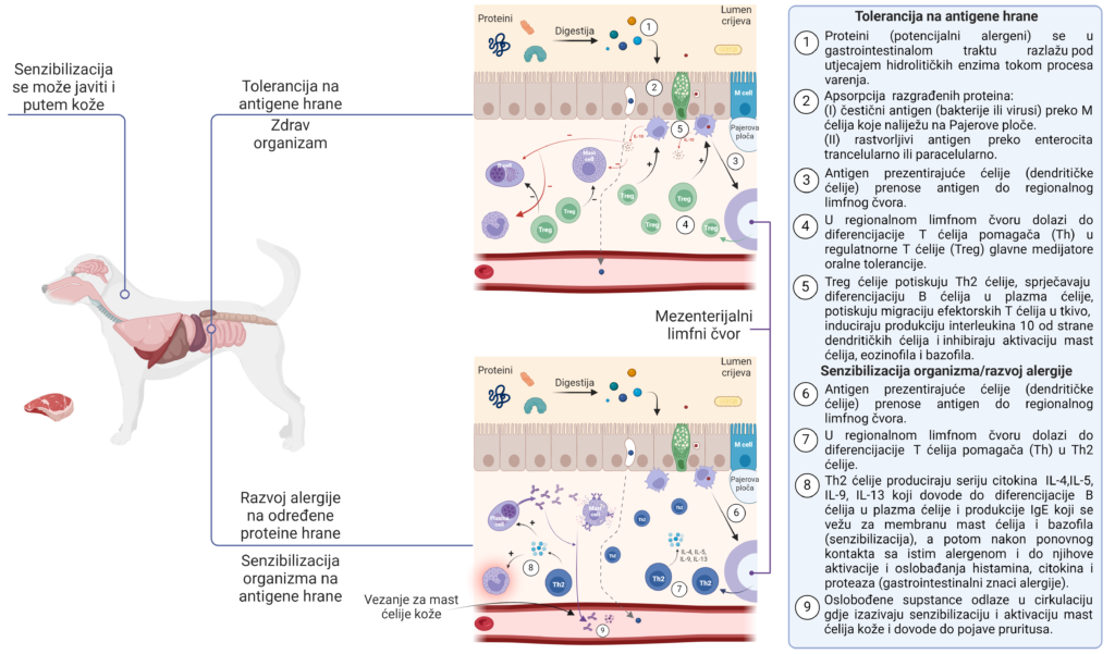 Alergija na hranu_patogeneza (biorender.com)